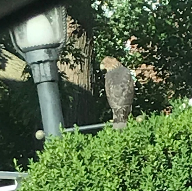 Cooper's Hawks are thriving on South Wilson Avenue