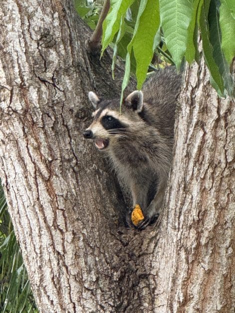 raccoon in a tree eating in Dunedin FL.